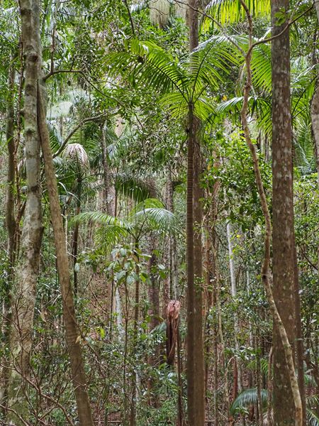 Bos op Fraser Island, Australië